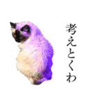 シフォンとその仲間たちの関西弁ワールド（個別スタンプ：35）