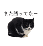 シフォンとその仲間たちの関西弁ワールド（個別スタンプ：36）