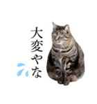 シフォンとその仲間たちの関西弁ワールド（個別スタンプ：38）