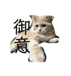 ふてぶてしいまめちゃん（個別スタンプ：1）