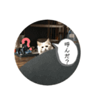 ふてぶてしいまめちゃん（個別スタンプ：2）