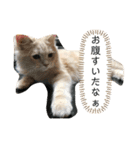ふてぶてしいまめちゃん（個別スタンプ：4）