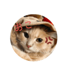 ふてぶてしいまめちゃん（個別スタンプ：5）