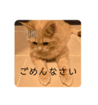 ふてぶてしいまめちゃん（個別スタンプ：6）