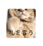 ふてぶてしいまめちゃん（個別スタンプ：7）
