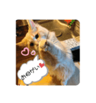 ふてぶてしいまめちゃん（個別スタンプ：10）