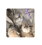 ふてぶてしいまめちゃん（個別スタンプ：15）
