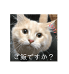 ふてぶてしいまめちゃん（個別スタンプ：16）