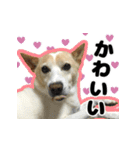 【日常使い】犬のコロスケ 第2弾（個別スタンプ：4）