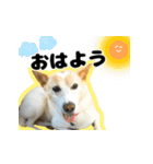 【日常使い】犬のコロスケ 第2弾（個別スタンプ：10）