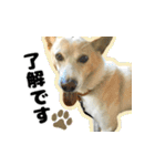 【日常使い】犬のコロスケ 第2弾（個別スタンプ：15）