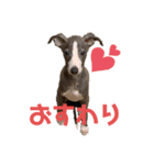 イタグレのばななのスタンプ（個別スタンプ：5）