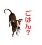 イタグレのばななのスタンプ（個別スタンプ：8）