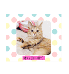 めめちゃんスタンプ3（個別スタンプ：6）