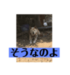 愛犬花10（個別スタンプ：1）