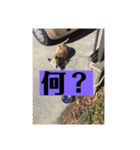 愛犬花10（個別スタンプ：2）