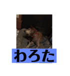 愛犬花10（個別スタンプ：6）