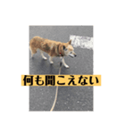 愛犬花10（個別スタンプ：7）