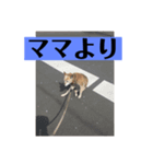 愛犬花10（個別スタンプ：8）