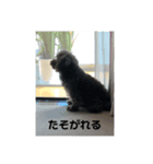 トイプーたんの日常1（個別スタンプ：6）