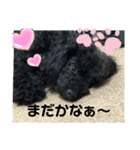 トイプーたんの日常1（個別スタンプ：8）