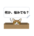 茶トラ白猫と相談（個別スタンプ：7）