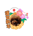 トイプードルのビビちゃん（個別スタンプ：1）