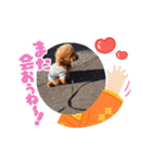 トイプードルのビビちゃん（個別スタンプ：3）