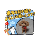 トイプードルのビビちゃん（個別スタンプ：12）