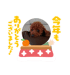 トイプードルのビビちゃん（個別スタンプ：13）