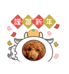 トイプードルのビビちゃん（個別スタンプ：15）