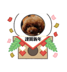トイプードルのビビちゃん（個別スタンプ：16）