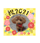 トイプードルのビビちゃん（個別スタンプ：17）