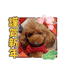トイプードルのビビちゃん（個別スタンプ：21）