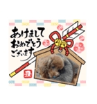 トイプードルのビビちゃん（個別スタンプ：24）