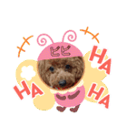 トイプードルのビビちゃん（個別スタンプ：39）