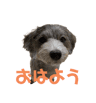 桃(315)（個別スタンプ：1）
