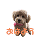 もか(304)（個別スタンプ：1）