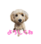 もか(304)（個別スタンプ：5）