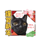 MagiとKii★にゃんこの日常印+年末年始（個別スタンプ：28）