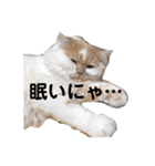 ねこのコメット1（個別スタンプ：1）