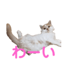 ねこのコメット1（個別スタンプ：5）