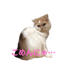 ねこのコメット1（個別スタンプ：6）