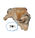 まろたん1（個別スタンプ：6）