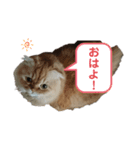 まろたん1（個別スタンプ：8）