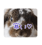 *うさぎのうさちゃん*フレンズ(どあっぷ2)（個別スタンプ：6）