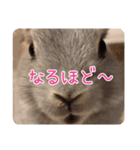 *うさぎのうさちゃん*フレンズ(どあっぷ2)（個別スタンプ：18）