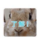 *うさぎのうさちゃん*フレンズ(どあっぷ2)（個別スタンプ：19）