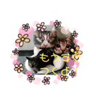 ともくんとまいのすたんぷ（個別スタンプ：7）