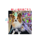 ぱぴぱぴパピヨン13（個別スタンプ：3）